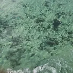 Sarosun Incisi Eriklide Muestakil Yazlik Halic